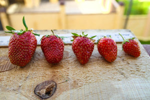 close-up of tiny sweet strawberries with green foliage

