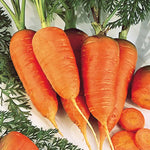 sliced Scarlet Nantes carrots showing crunchy texture

