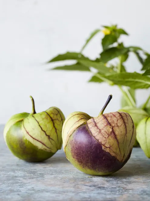 Tomatillo Seeds - Purple