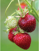 lush green strawberry plants with heavy fruit clusters

