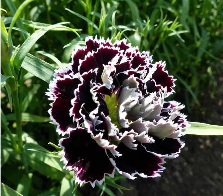 Black Carnation Dianthus Caryophyllus, Flowering Seeds For Planting and indoor Gardening