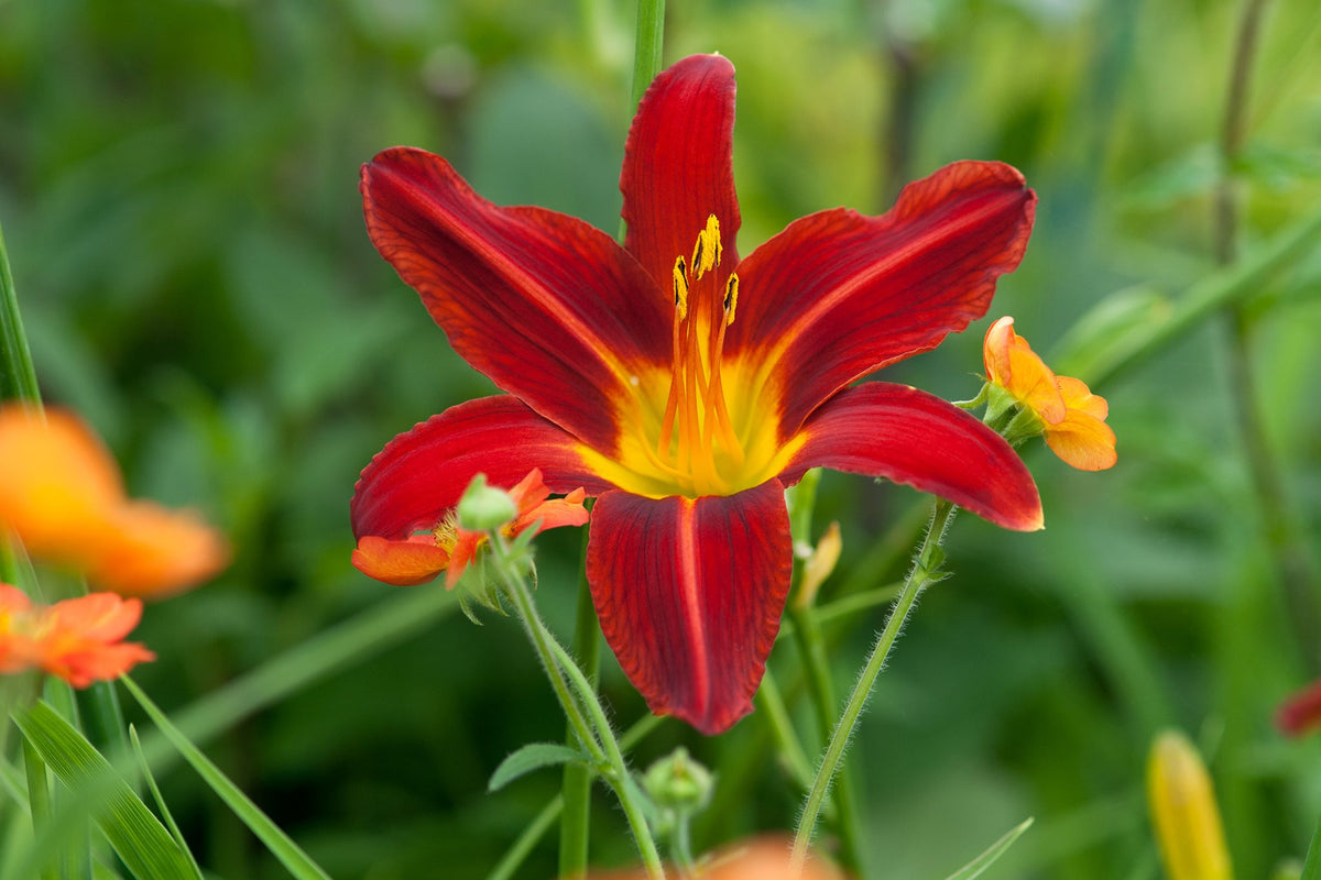 Daylily Hemerocallis hybrida Flowering Seeds For Planting and Gardening