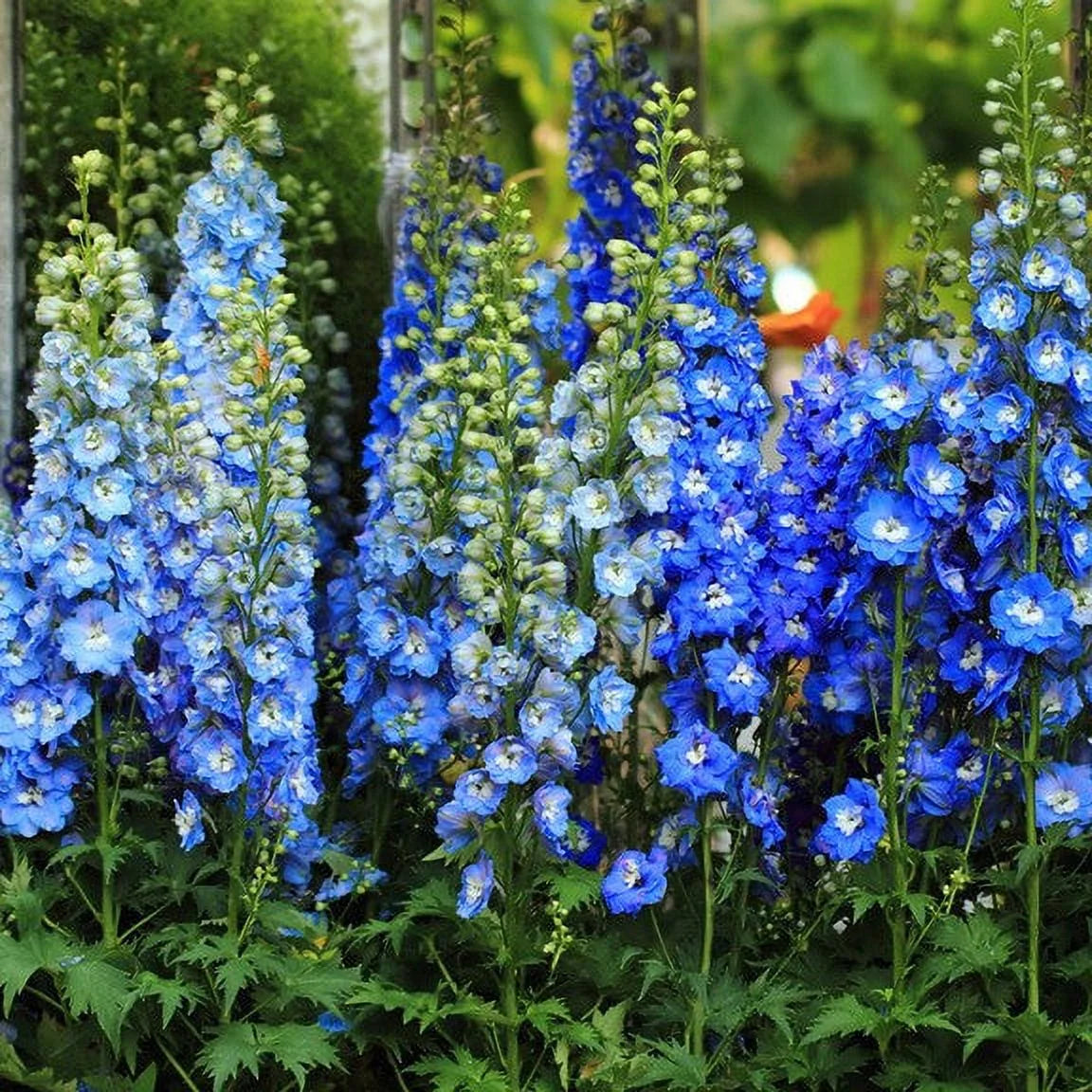 Delphinium Seeds - Blue Mix