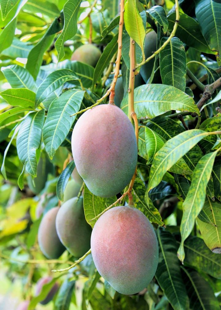 Pickering Mango (Mangifera indica) – Sweet and Flavorful Tropical Mango