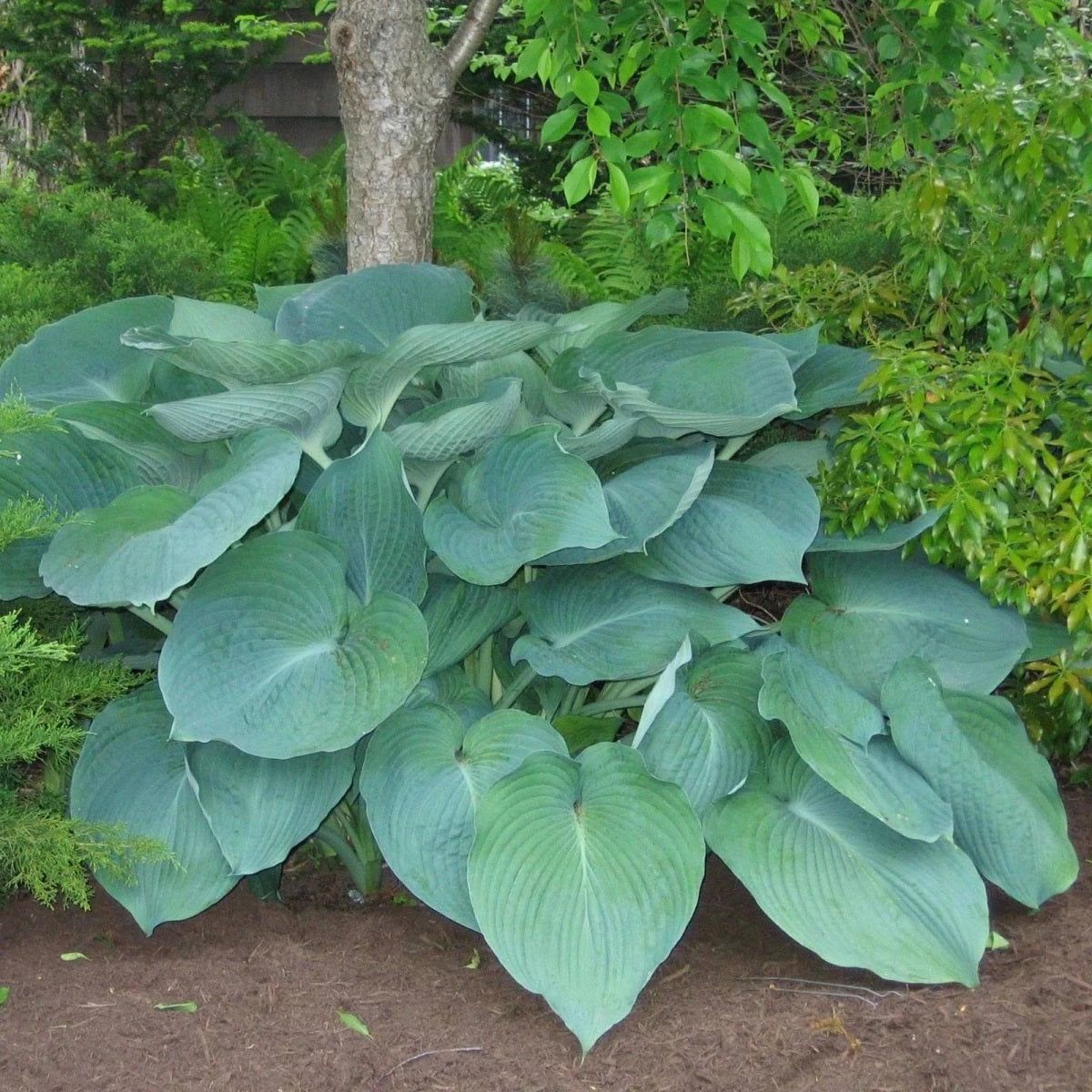 Hosta Roots - Giant Jurassic Park