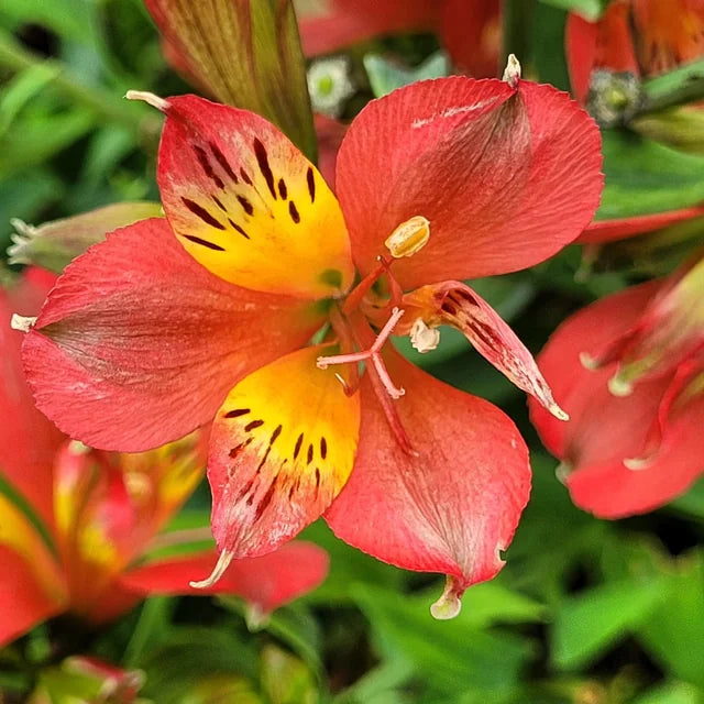 Peruvian Lily Alstroemeria Aurea, Flowering Seeds For Planting
