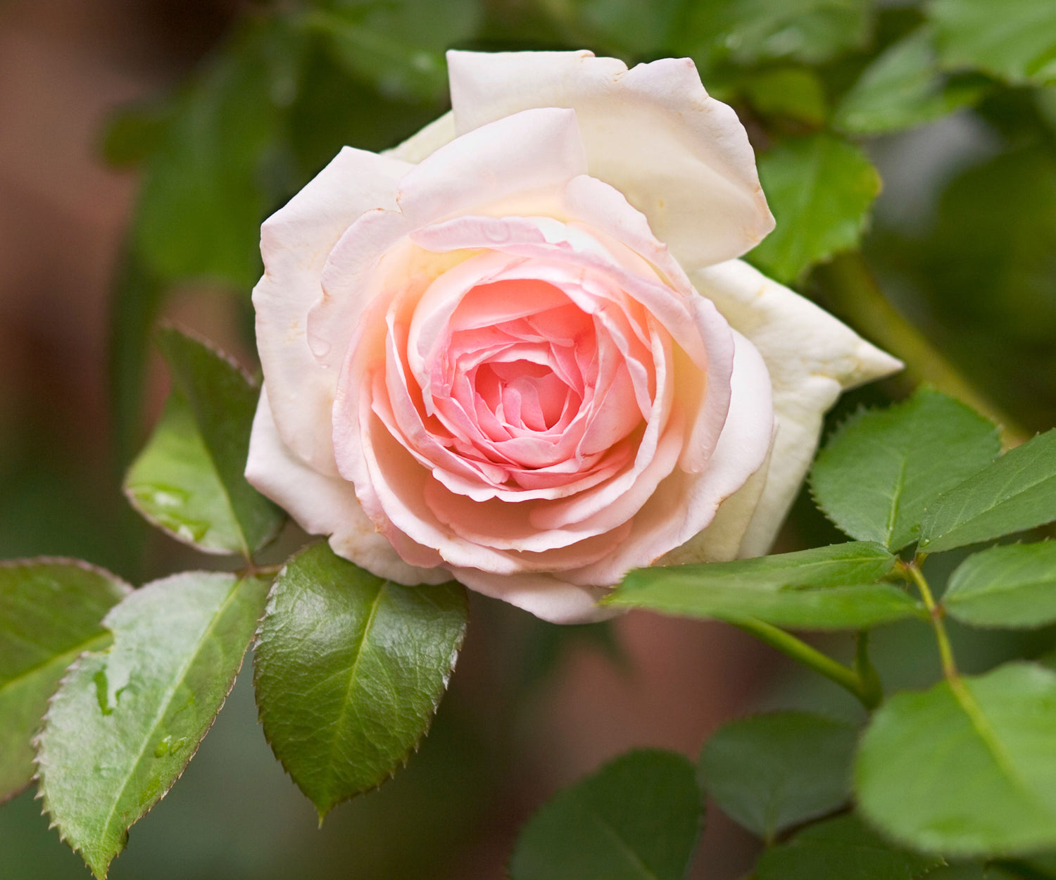 Rose Rosa Hybrida Mixed Color Climbing Flower Seeds for Planting
