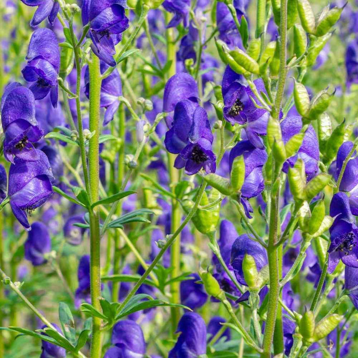 Blue Monkshood Flower Seeds for Planting - 100