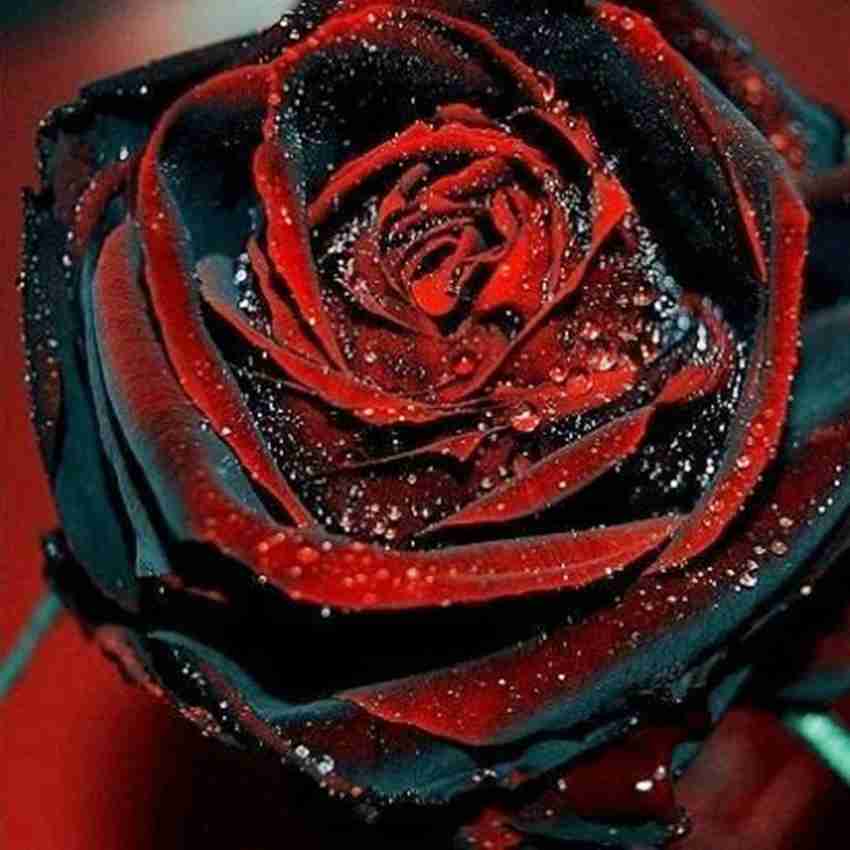 Rose Rosa Hybrida Pink Black Flower Seeds for Planting – Unique Dark Pink Blooms for Garden Beds and Floral Displays