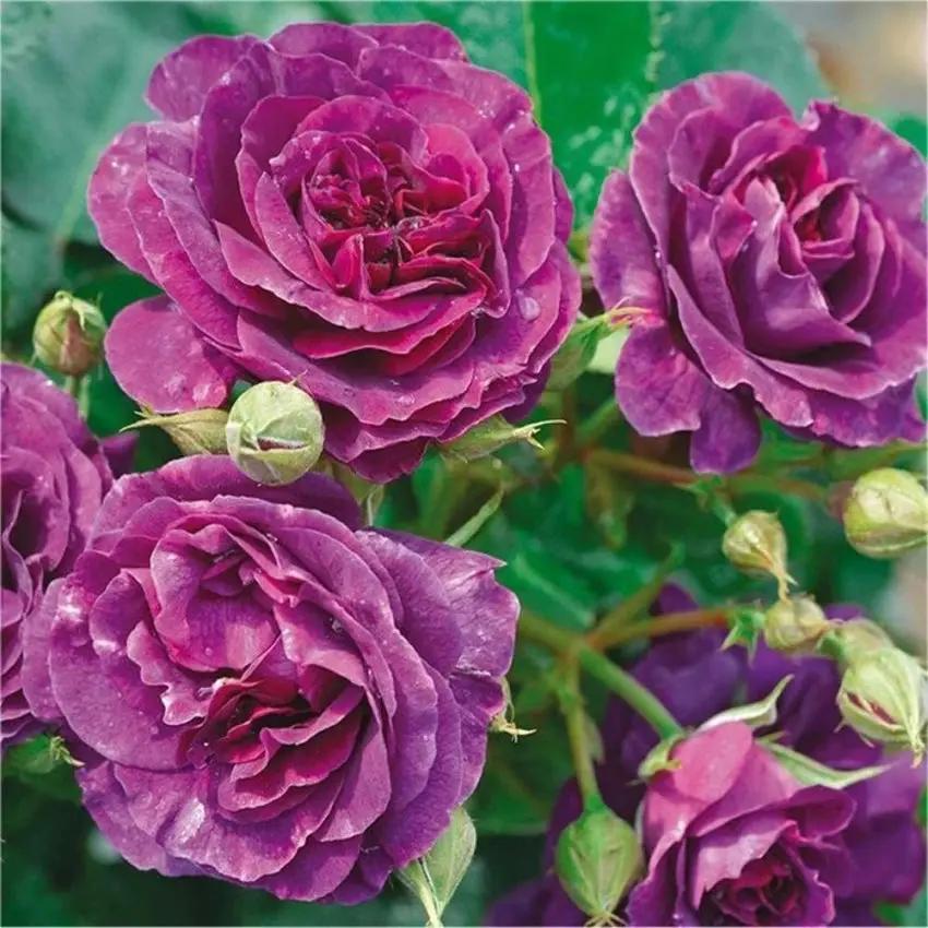 Biosnyg Purple Rose Rosa Rugosa Thunb Heirloom Non-GMO Plant Seeds for Garden and Planting Dhara Seeds