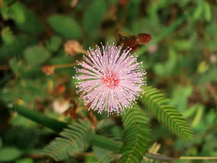 Plantas Sensibles Flower Seeds for Planting - NON GMO Seeds Dhara Seeds