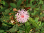 Plantas Sensibles Flower Seeds for Planting - NON GMO Seeds Dhara Seeds