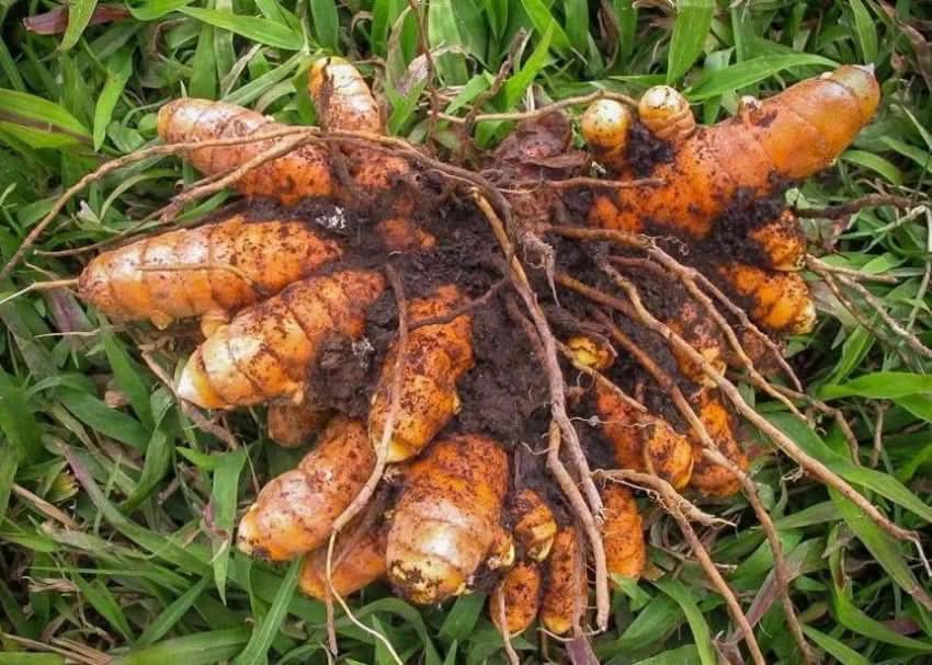 Brown Turmeric Plant Seeds Scientific Name Placeholder for planting in home garden