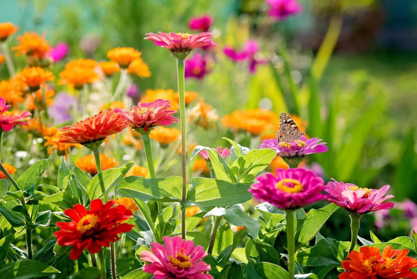 Zinnia Seeds (Organic) - Thumbelina Mix