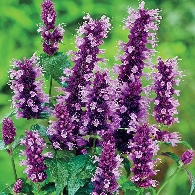 Agastache Little Adder Seeds