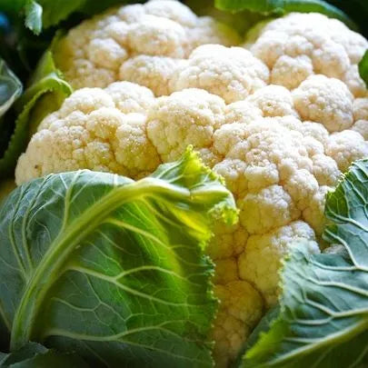 Days Early Maturity, Heat Tolerance And Disease Resistance Cauliflower heirloom non-gmo organic garden seeds