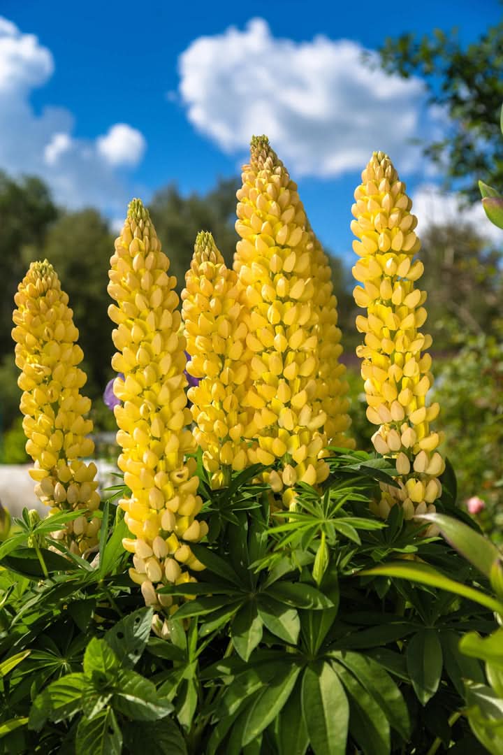 Bonnets Yellow Flower Seeds for Planting – Bright Wildflower Blooms for Cottage Gardens