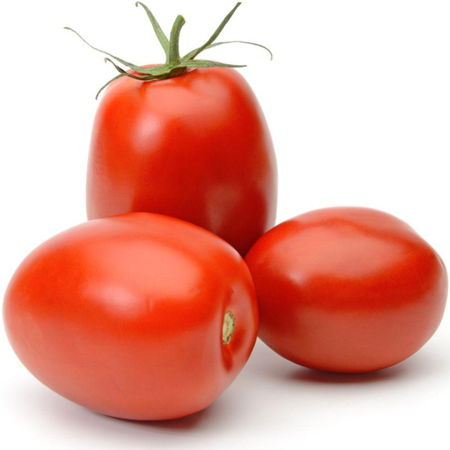 San Marzano Giant Italian Plum Tomato Solanum lycopersicum for planting in urban garden