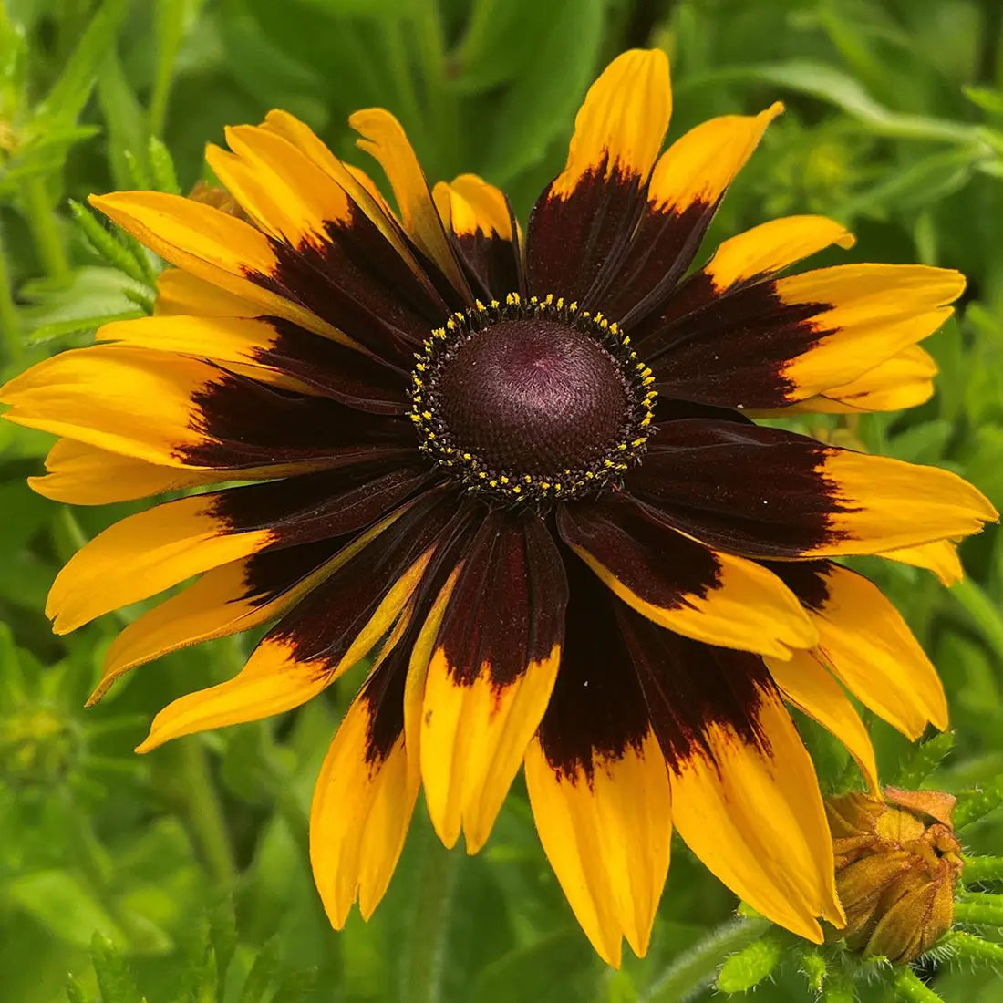Rudbeckia Flower Rudbeckia spp. Seeds for Planting in Wildflower Garden