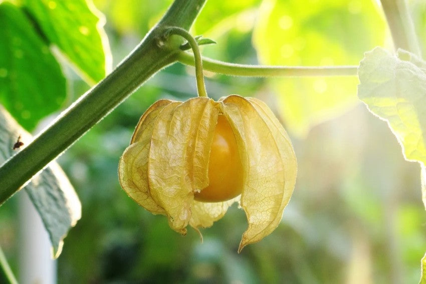 Groundcherry (Physalis spp.)