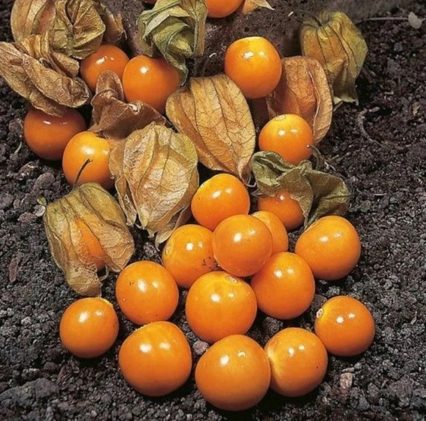 Peruvian Groundcherry (Physalis peruviana) – Sweet and Tangy Fruit with Health Benefits