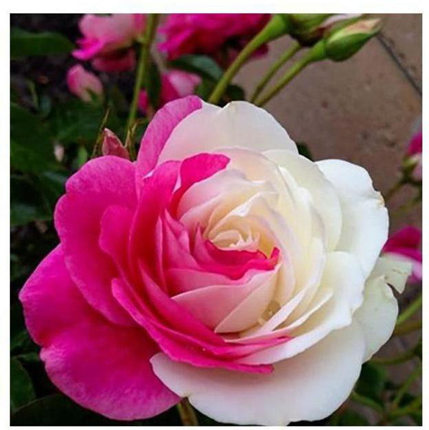 Rose  Hybrida Holland Flower Seeds for Planting in vertical garden or backyard landscaping