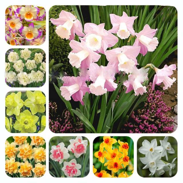 narcissus flower seeds Narcissus Seeds – Double Petals Pink Daffodil Decorative Aquatic Plant  Variety – Dharaseeds