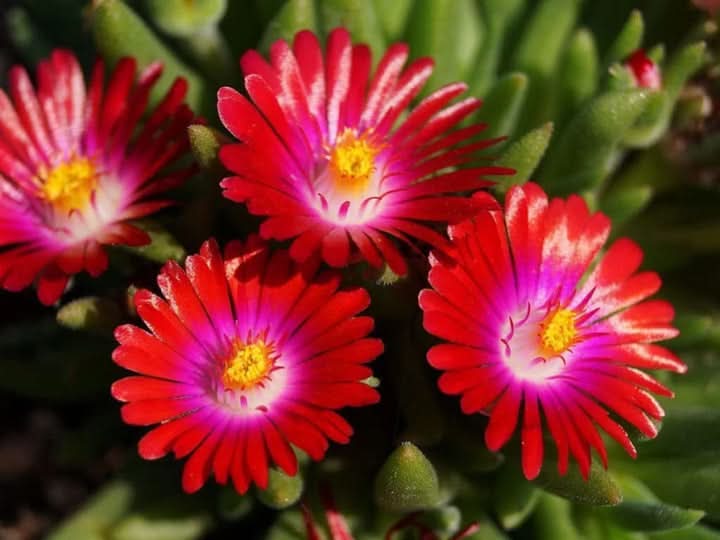 Delosperma Carmine Red Flower Seeds for Planting – Hardy Succulent Garden Blooms