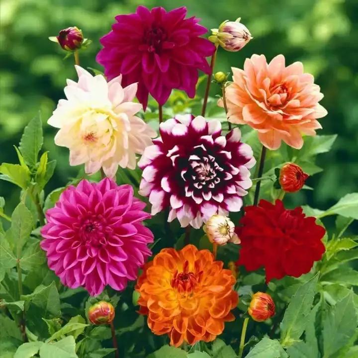 Giant Flower Seeds – Heirloom, Non-GMO Seeds for Planting Bold and Colorful Garden Blooms Dhara Seeds