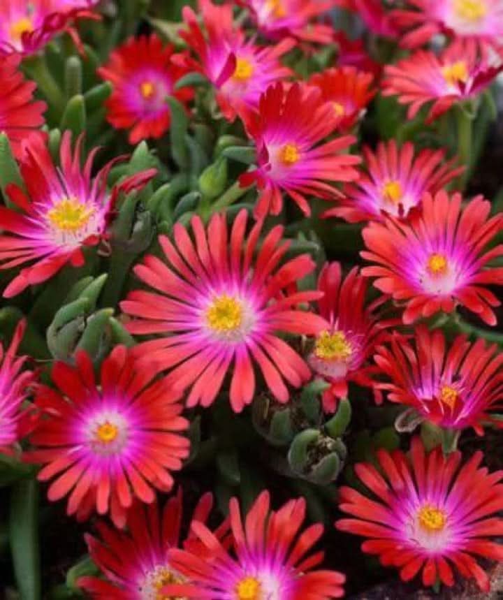 Delosperma Carmine Red Flower Seeds for Planting – Hardy Succulent Garden Blooms