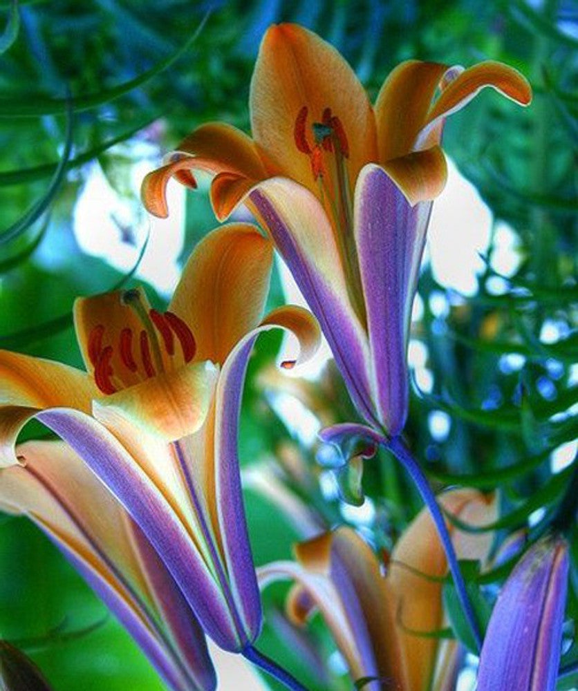 Lily Nymphaea Caerulea Flower seeds for Planting in water gardens or backyard garden landscapes