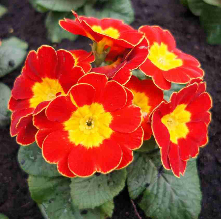 Primula Malacoides Flower Seeds for Planting 100