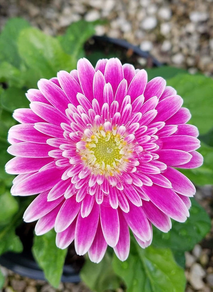 Pink Jamesonii Flower Seeds for Planting, 100