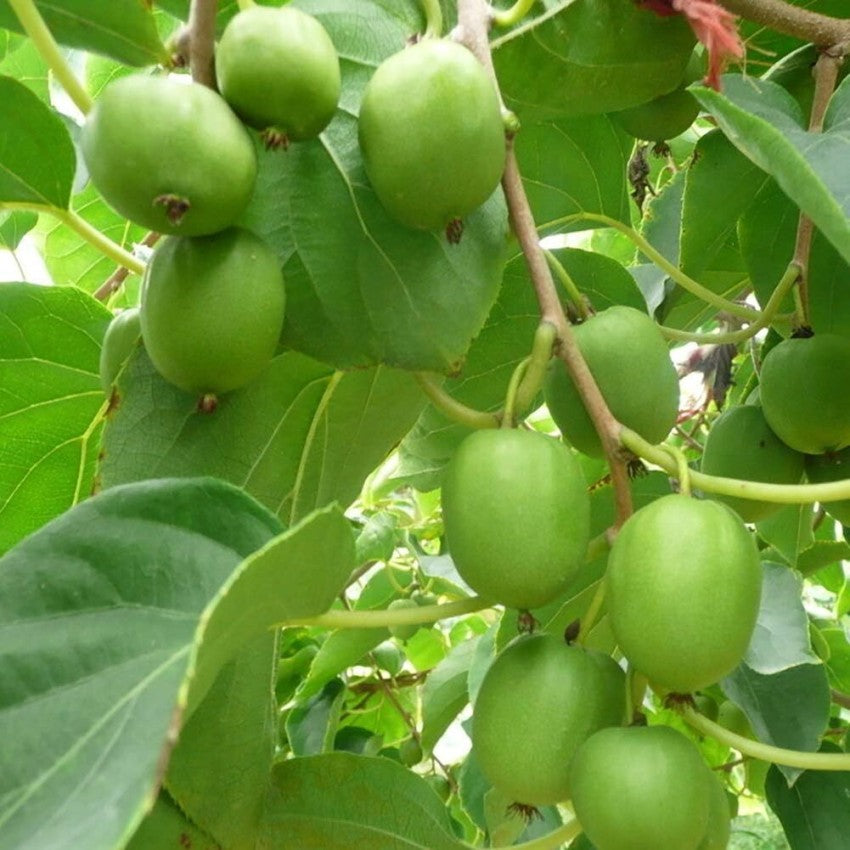 Hardy Kiwi (Actinidia arguta)