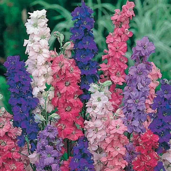 Larkspur Flower Seeds for Planting, NON GMO Seeds Dhara Seeds