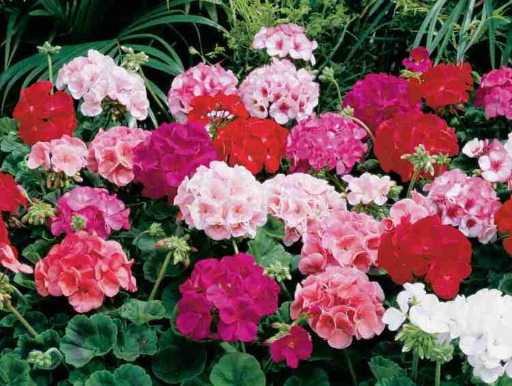 Pink Bloom Geranium Heirloom Non-GMO Seeds for Planting