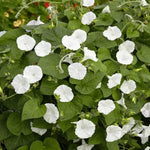 Moon Flower Seeds for Planting – NON GMO Seeds Dhara Seeds