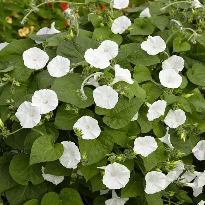 Moon Flower Seeds for Planting – NON GMO Seeds Dhara Seeds