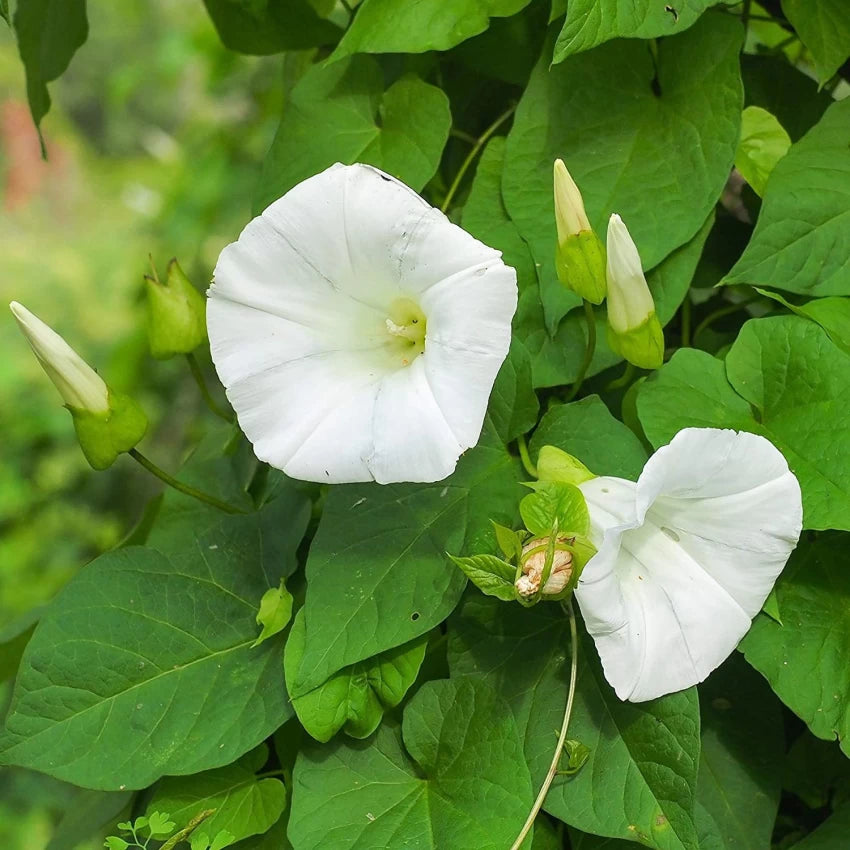 Morning Glory Pearly Gates