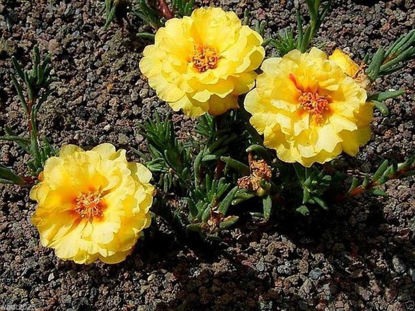 Moss Rose Portulaca Grandiflora Yellow Flower Seeds for Planting
