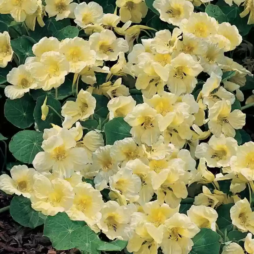 Nasturtium Milkmaid Seeds