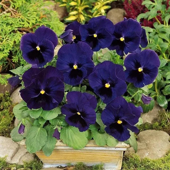 Deepblue Pansy Flower Seeds for Planting - NON GMO Seeds Dhara Seeds