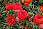 Red Portulaca Flower Seeds for Planting - NON GMO Seeds Dhara Seeds