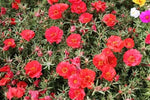 Red Portulaca Flower Seeds for Planting - NON GMO Seeds Dhara Seeds