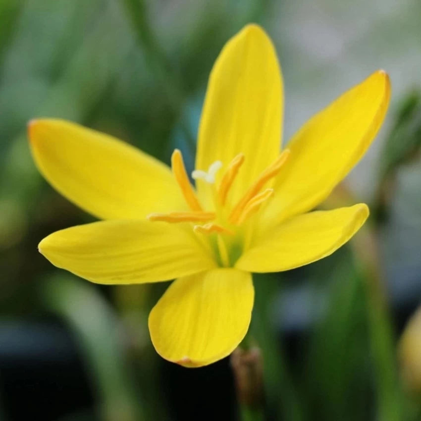 Heirloom Balsamine Yellow Flower Seeds – Non-GMO Bright Annual Blooms for Garden Planting seeds for planting in home garden