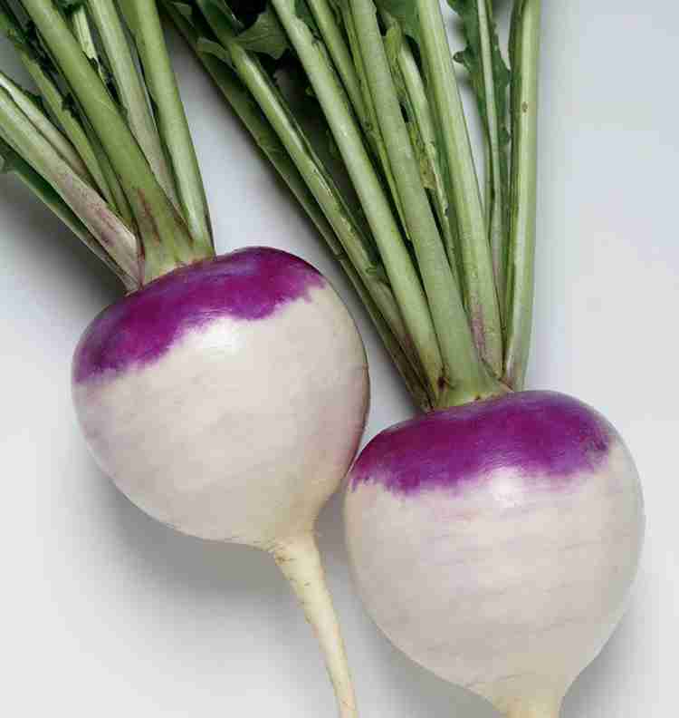 Turnip Fioletovaya Udlinennaya Brassica rapa vegetable seeds for planting in home garden or raised beds