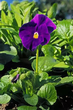 Violet Flower Seeds for Planting, NON GMO Seeds Dhara Seeds
