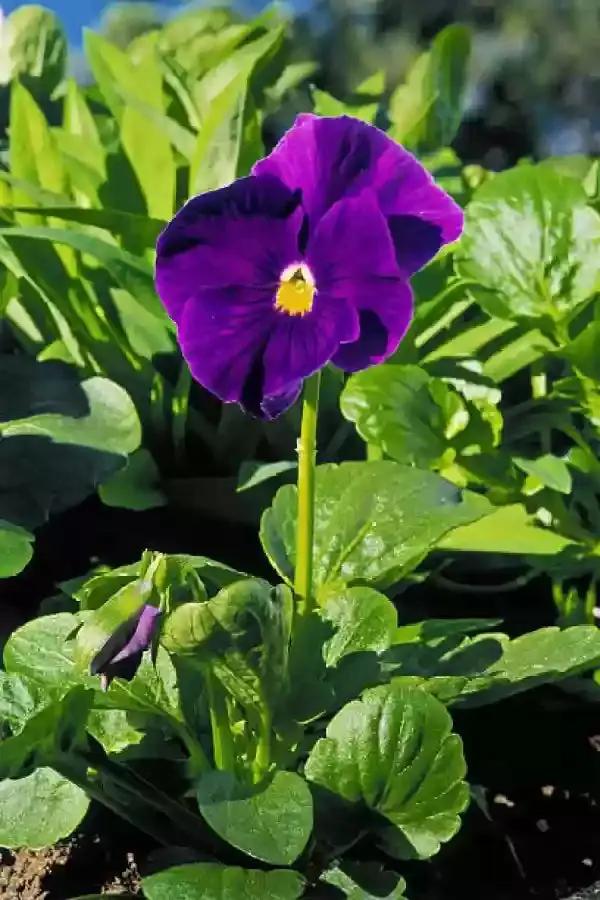 Violet Flower Seeds for Planting, NON GMO Seeds Dhara Seeds