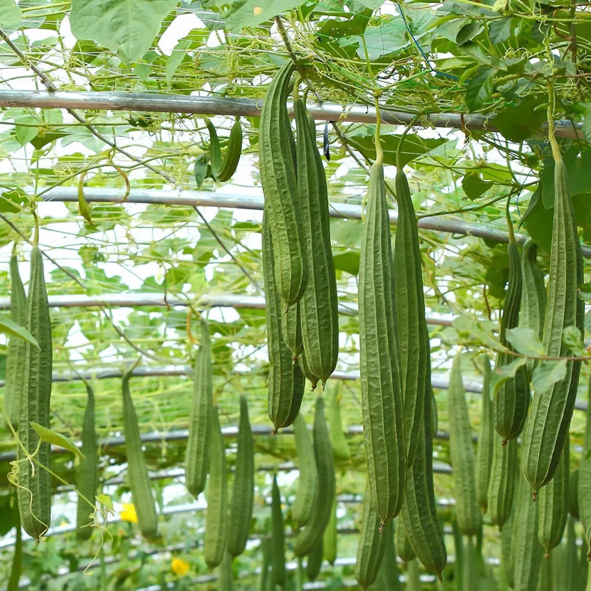 Angled Gourd Seeds for Planting