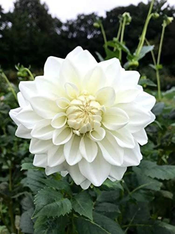 White Swan Dahlia Flower Seeds for Planting, 100